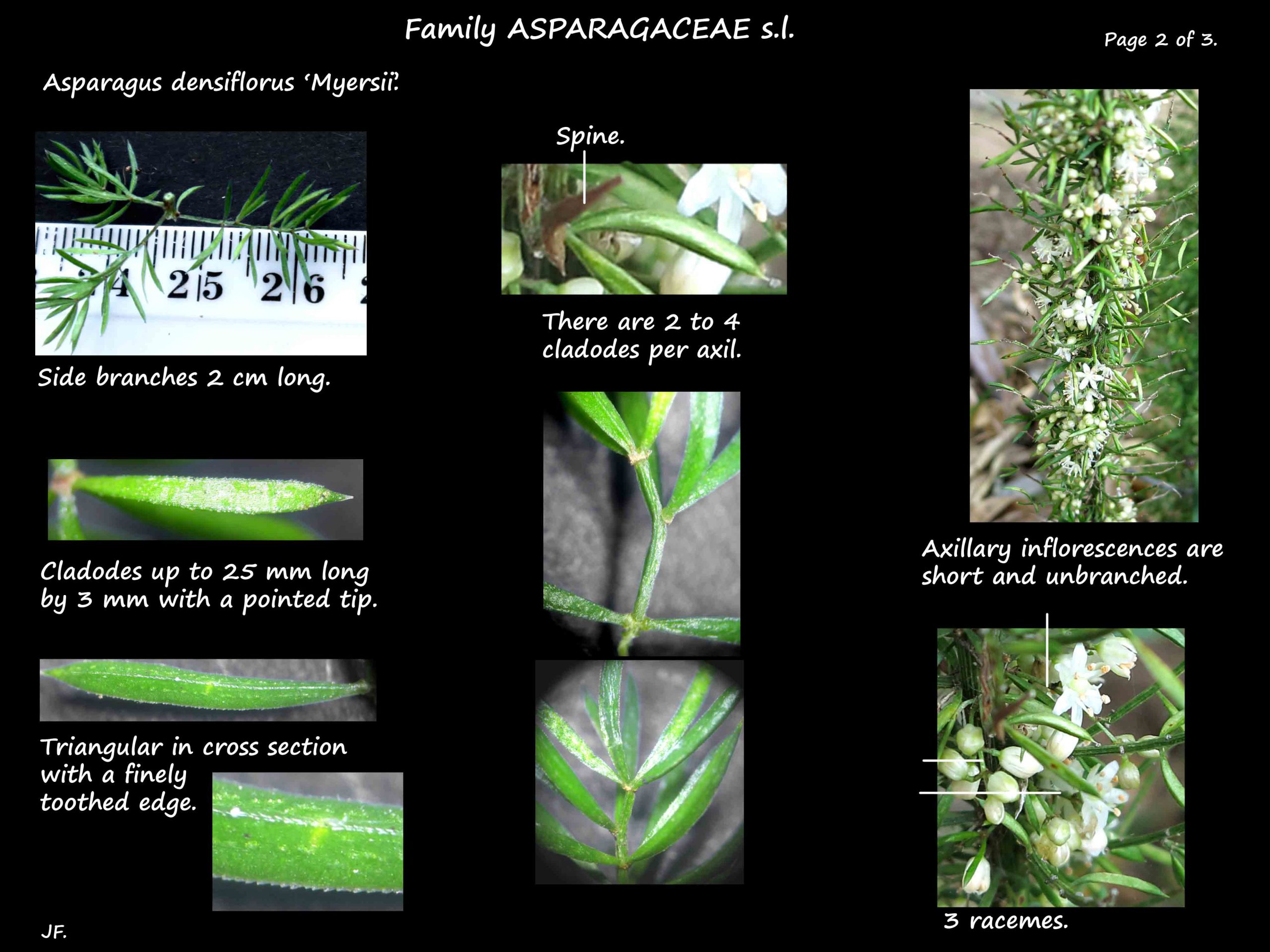 2 Asparagus densiflorus leaves
